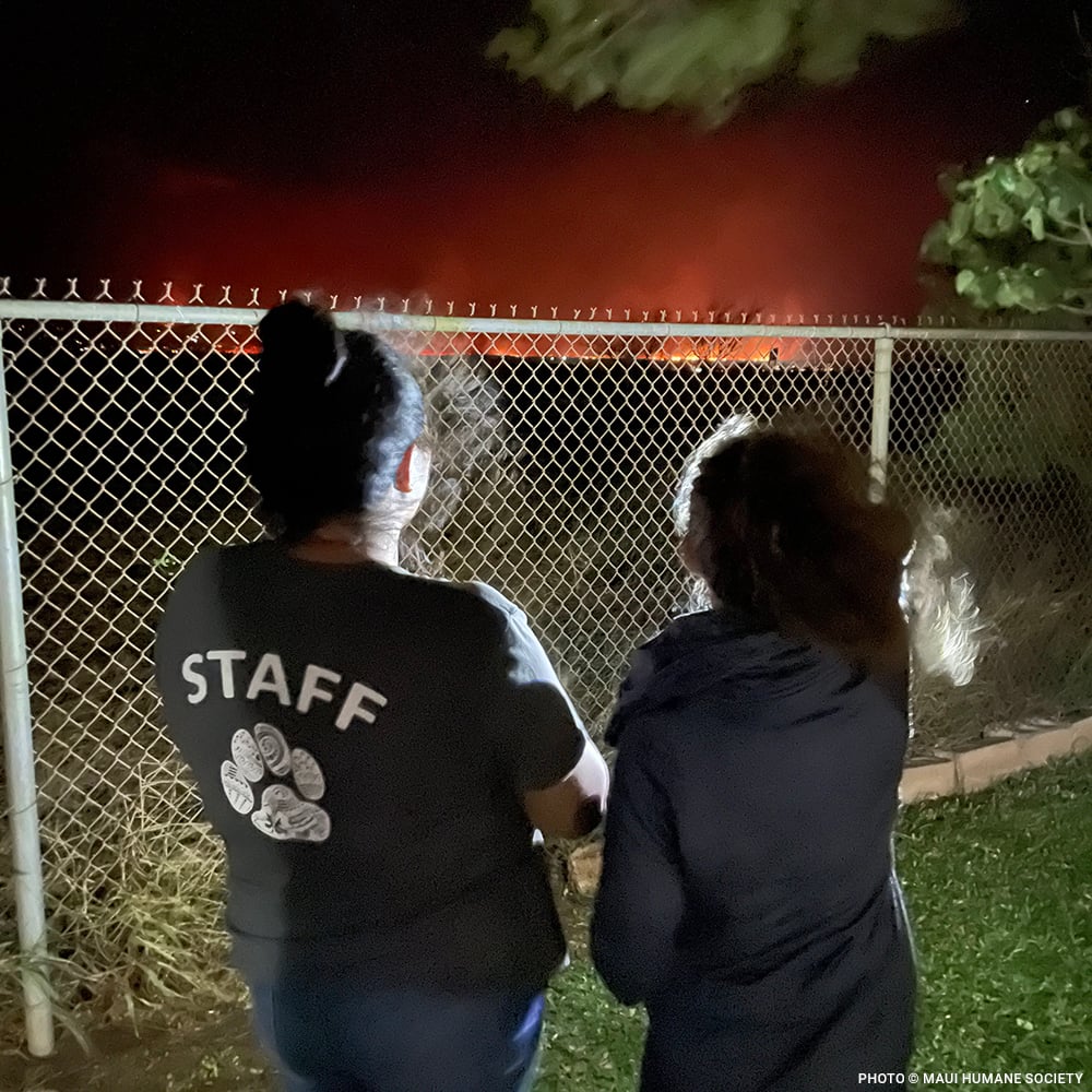 20230810_Maui_Wildfire_people_watching_fire_burn_in_distance_©_Maui_Humane_Society_Disaster_Relief copy